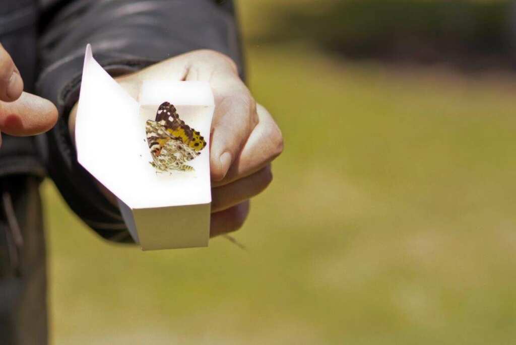 butterfly release